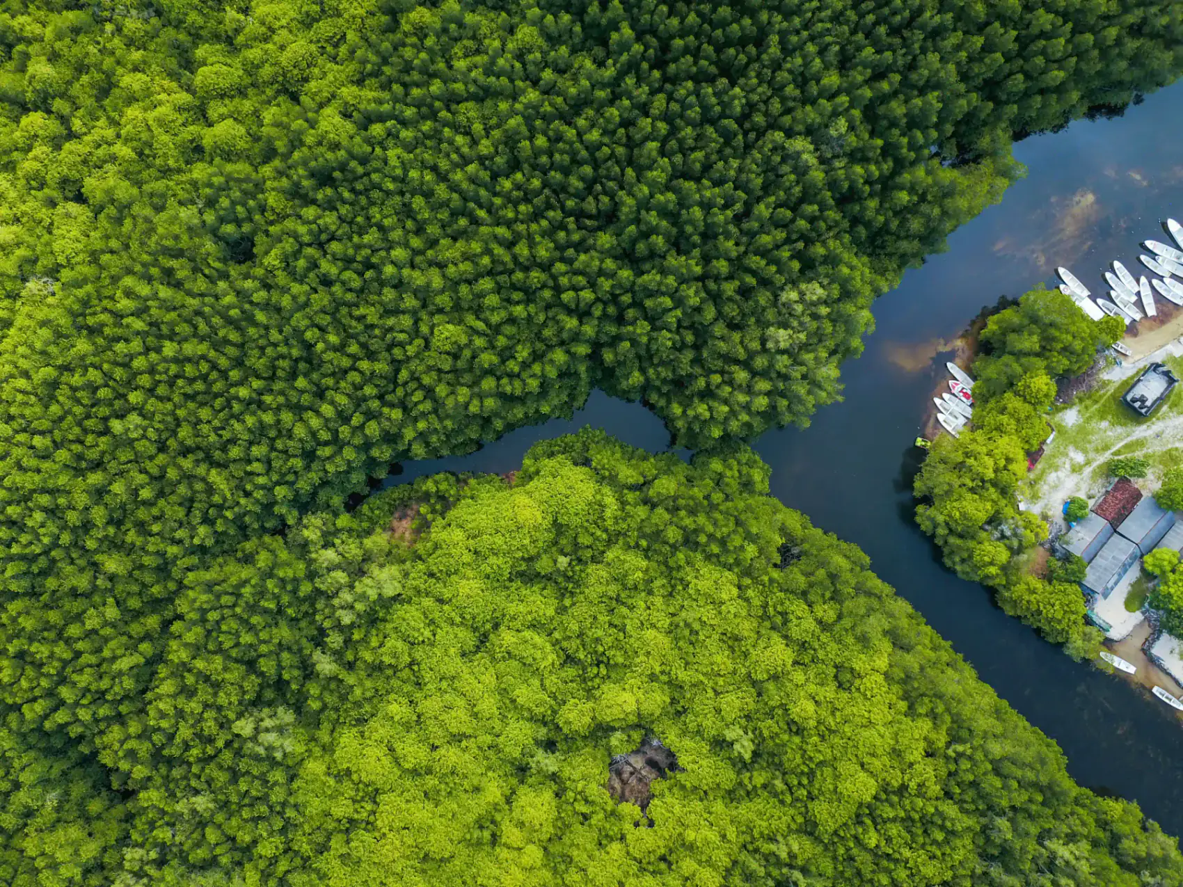 Mangrove scenery for a Bintan private nature tour